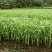 白杆柳叶空心菜种子白绿色耐热耐风雨品质脆嫩水地均可种植