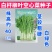 白杆柳叶空心菜种子白绿色耐热耐风雨品质脆嫩水地均可种植