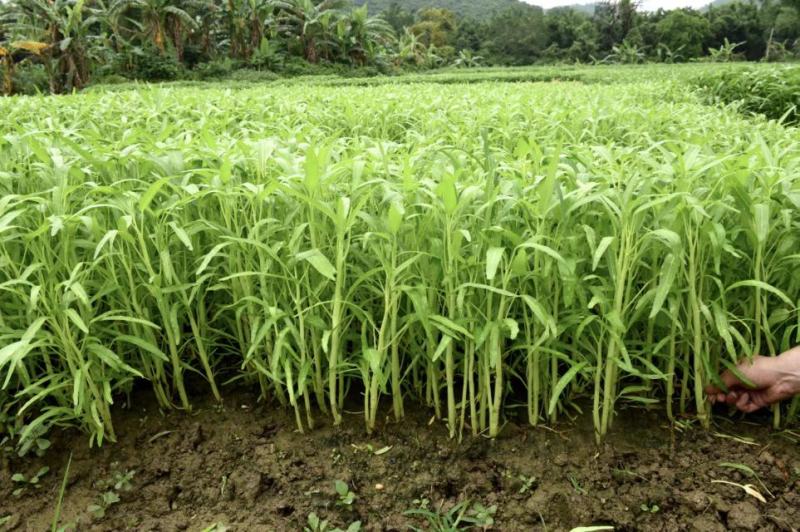 白杆柳叶空心菜种子白绿色耐热耐风雨品质脆嫩水地均可种植