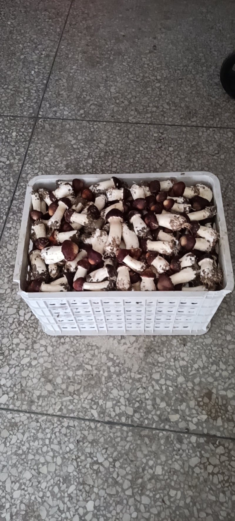 赤松茸大球盖菇，百亩大棚基地直发，货源充足，价格优惠！
