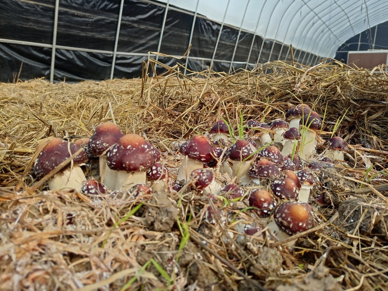 赤松茸大球盖菇，百亩大棚基地直发，货源充足，价格优惠！
