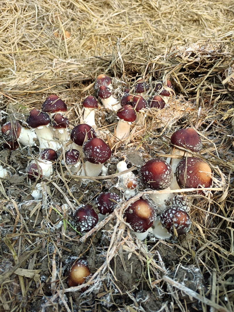 赤松茸大球盖菇，百亩大棚基地直发，货源充足，价格优惠！
