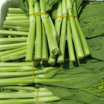 湖北精品白菜苔当天采摘有货。