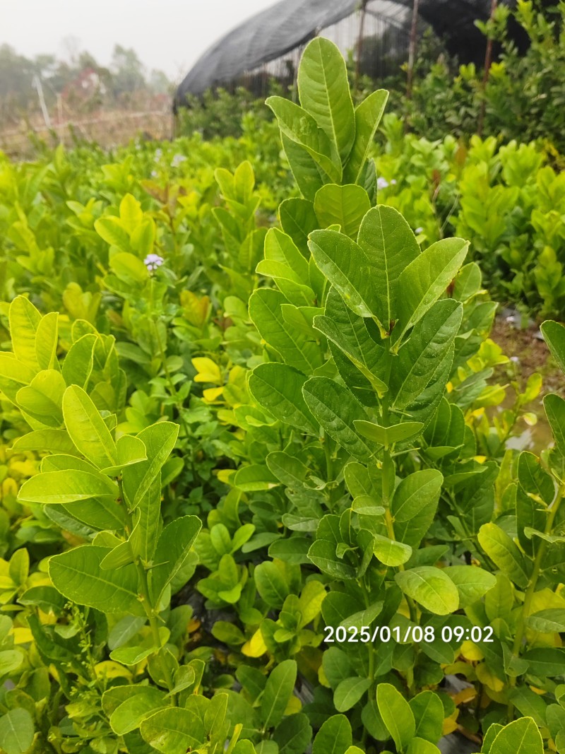 广佛手苗成活率高技术指导诚信经营欢迎选购