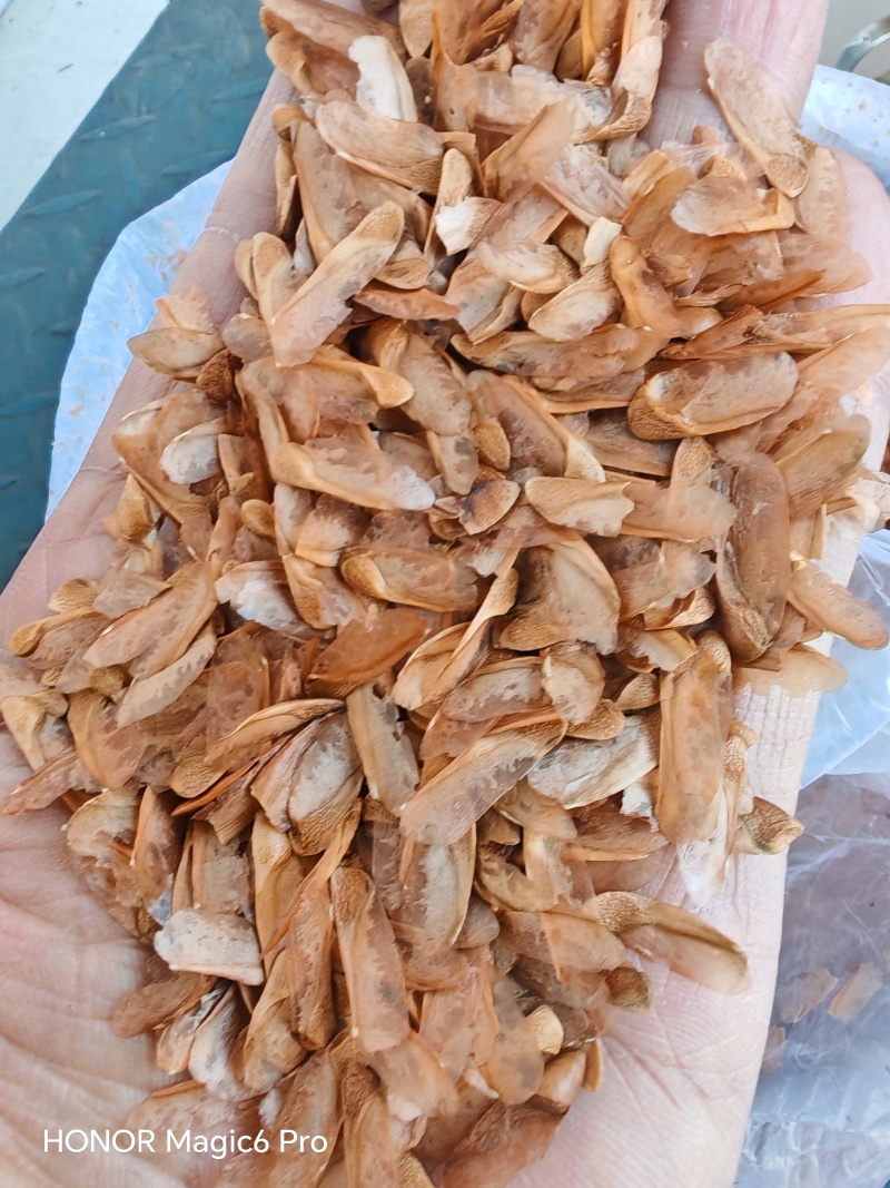 香椿种子产地晒种产地直发，现货供应现货批发。