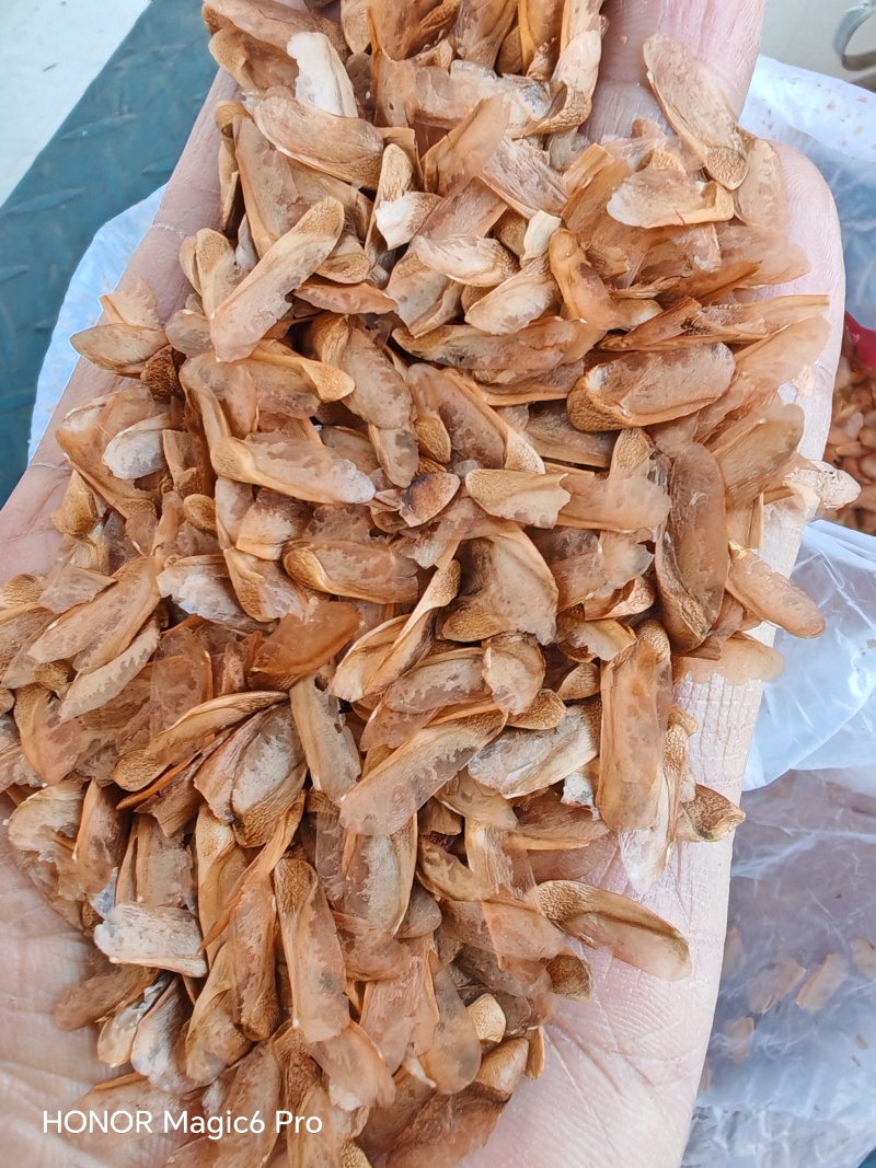 香椿种子产地晒种产地直发，现货供应现货批发。