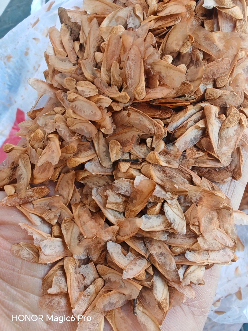 香椿种子产地晒种产地直发，现货供应现货批发。