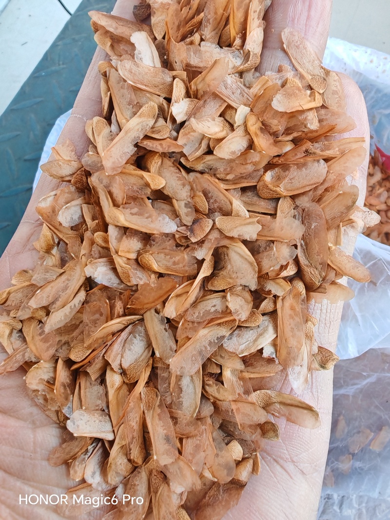 香椿种子产地晒种产地直发，现货供应现货批发。