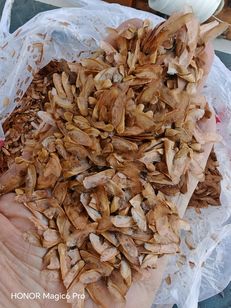香椿种子产地晒种产地直发，现货供应现货批发。