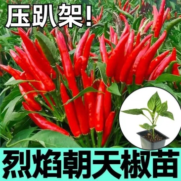 特辣香辣朝天椒苗单生四季种植杂交一代营养土育苗