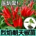 特辣香辣朝天椒苗单生四季种植杂交一代营养土育苗