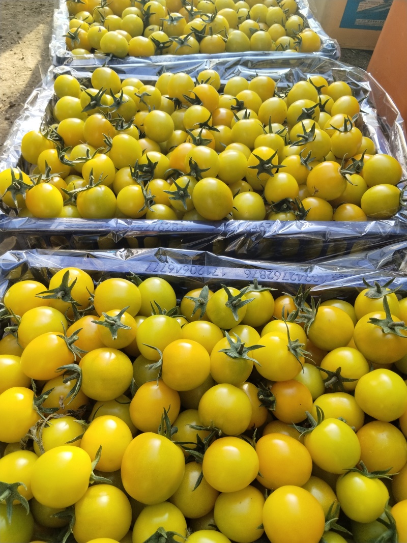 盘锦精品圣女果，大量上市，对接全国各地客户，欢迎咨询