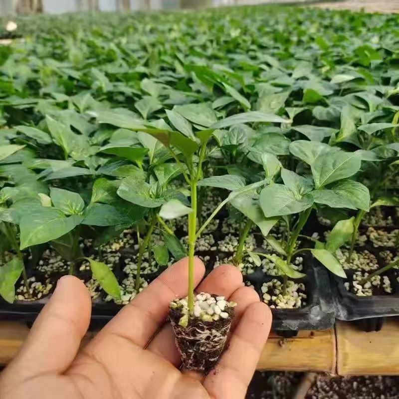 特辣香辣朝天椒苗单生四季种植杂交一代营养土育苗