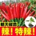 特辣香辣朝天椒苗单生四季种植杂交一代营养土育苗