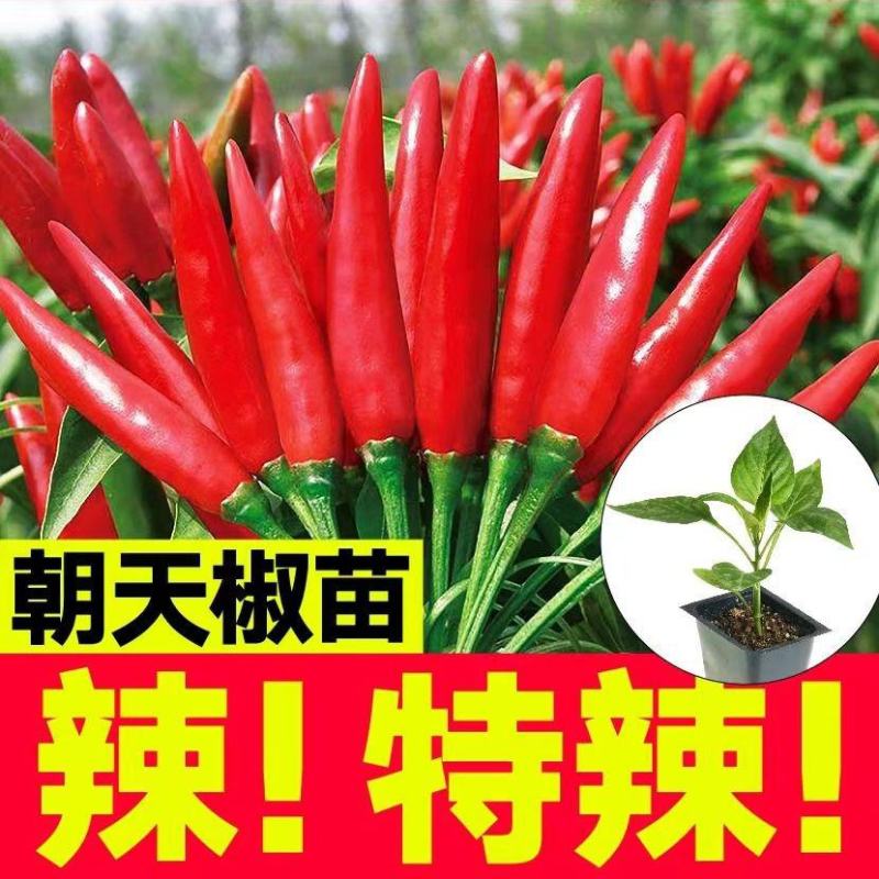 特辣香辣朝天椒苗单生四季种植杂交一代营养土育苗