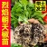 特辣香辣朝天椒苗单生四季种植杂交一代营养土育苗