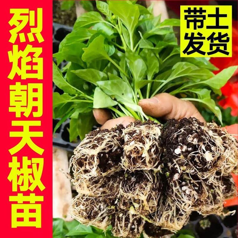 特辣香辣朝天椒苗单生四季种植杂交一代营养土育苗