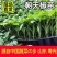特辣香辣朝天椒苗单生四季种植杂交一代营养土育苗