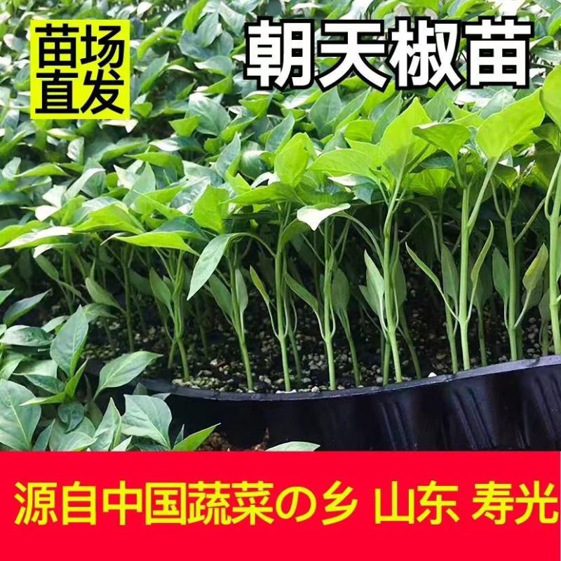 特辣香辣朝天椒苗单生四季种植杂交一代营养土育苗
