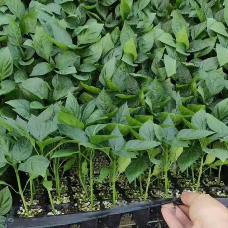 特辣香辣朝天椒苗单生四季种植杂交一代营养土育苗