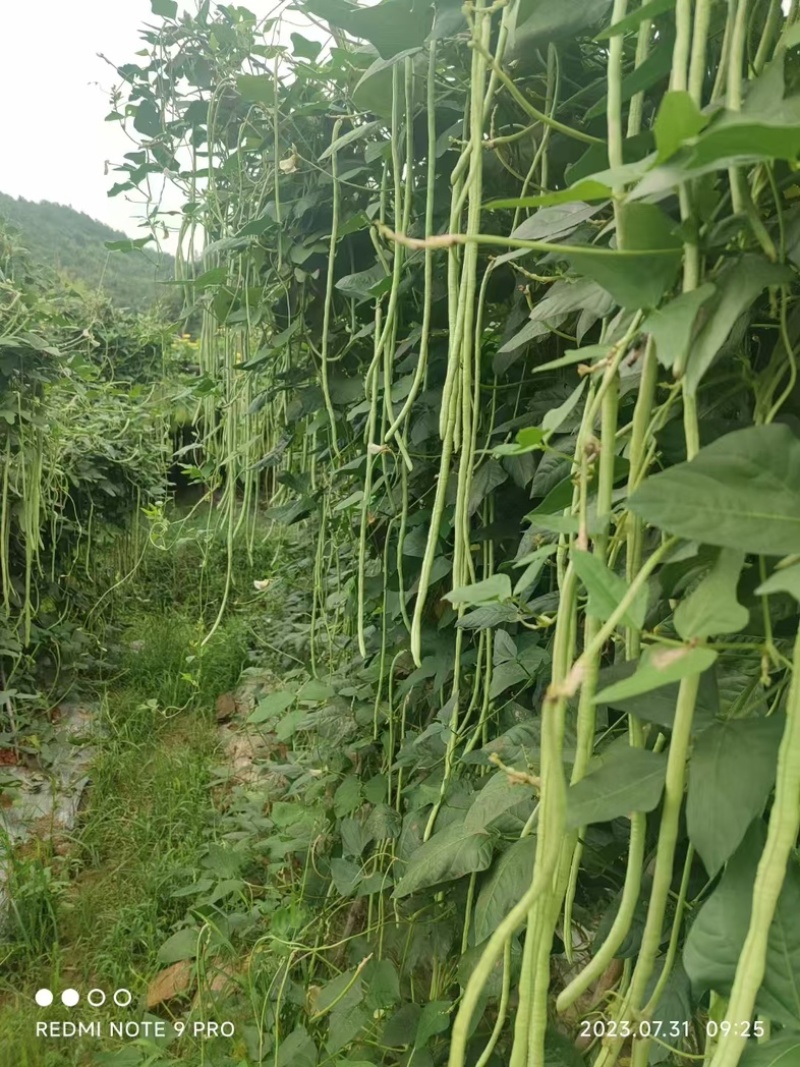 长豆角珠豇三号油白豆角豇豆肉厚鲜嫩商品性好采收期长春夏