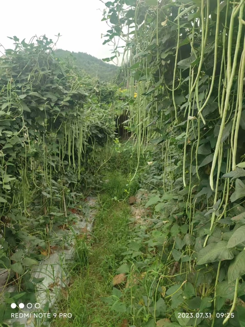 长豆角珠豇三号油白豆角豇豆肉厚鲜嫩商品性好采收期长春夏