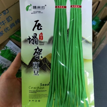 压塌架豇豆种子白绿条条形顺直肉厚质嫩不易鼓籽