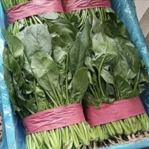 【今日推荐】河北大叶菠菜对接全国市场品质保证可视频