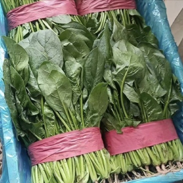 【今日推荐】河北大叶菠菜对接全国市场品质保证可视频