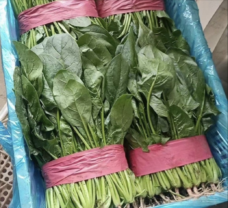 【今日推荐】河北大叶菠菜对接全国市场品质保证可视频