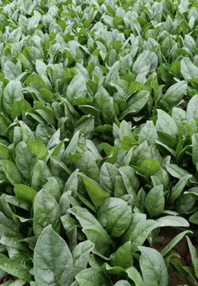 【今日推荐】河北大叶菠菜对接全国市场品质保证可视频