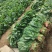 【今日推荐】河北大叶菠菜对接全国市场品质保证可视频