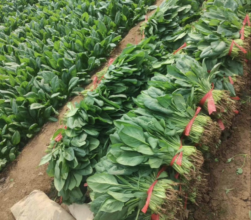 【今日推荐】河北大叶菠菜对接全国市场品质保证可视频