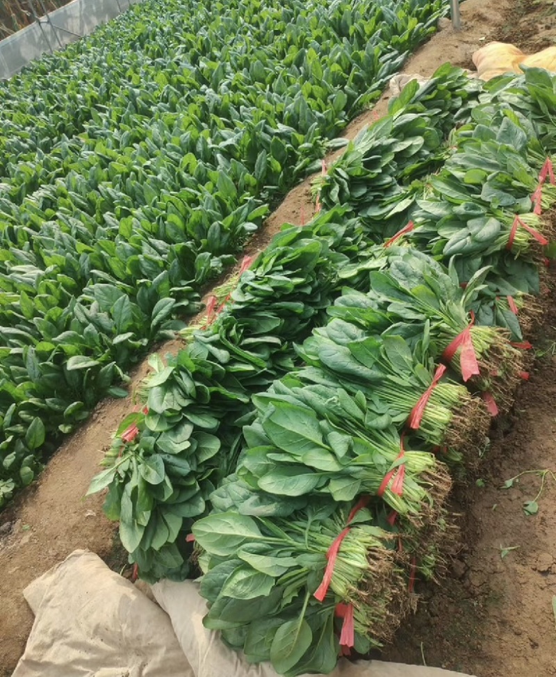 【今日推荐】河北大叶菠菜对接全国市场品质保证可视频