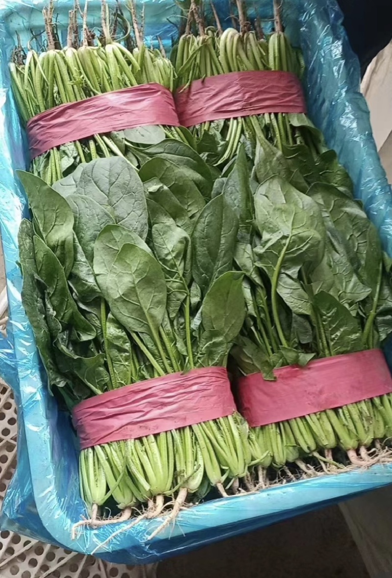 【今日推荐】河北大叶菠菜对接全国市场品质保证可视频