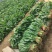 【今日推荐】河北大叶菠菜对接全国市场品质保证可视频