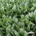 【今日推荐】河北大叶菠菜对接全国市场品质保证可视频