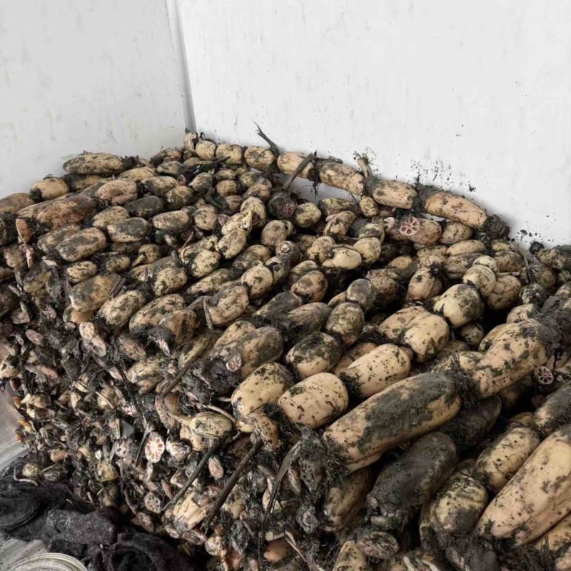 湖北脆莲藕，产地直发，大量有货，欢迎各位老板咨询采购