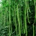 绿翡翠豇豆种子深绿色早熟蔓生籽小肉荚厚春秋均可种植