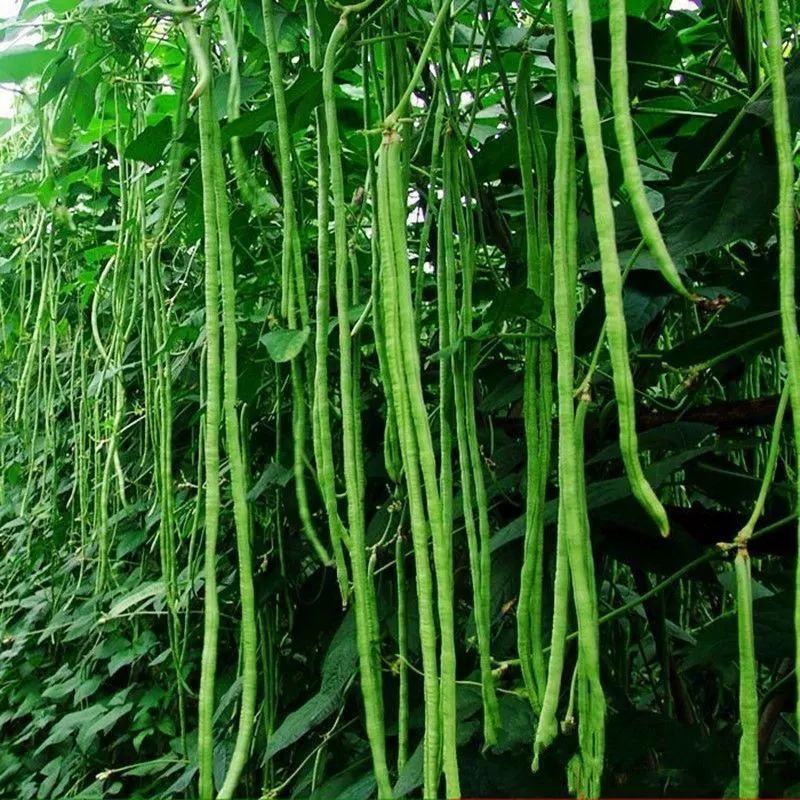 绿翡翠豇豆种子深绿色早熟蔓生籽小肉荚厚春秋均可种植