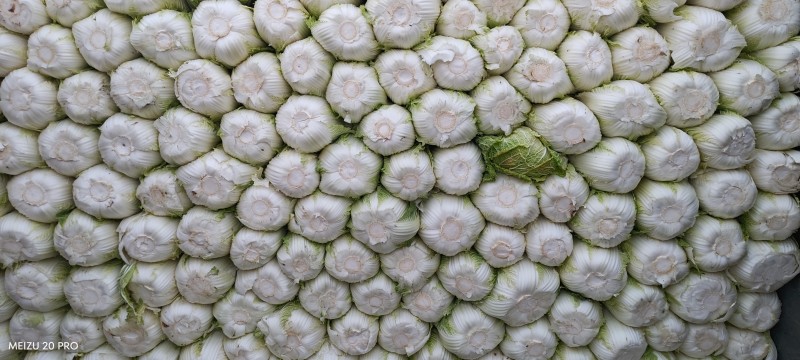河南黄心白菜净莱3-6斤产地直供，欢迎新老客户