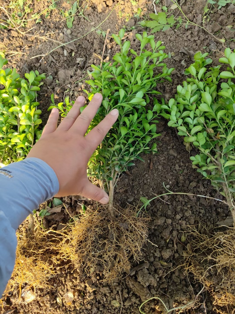 小叶黄杨基地，杯苗地苗，色泽鲜艳，植株健壮，各种规格齐全