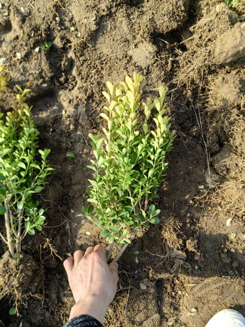 小叶黄杨基地，杯苗地苗，色泽鲜艳，植株健壮，各种规格齐全