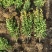 小叶黄杨基地，杯苗地苗，色泽鲜艳，植株健壮，各种规格齐全