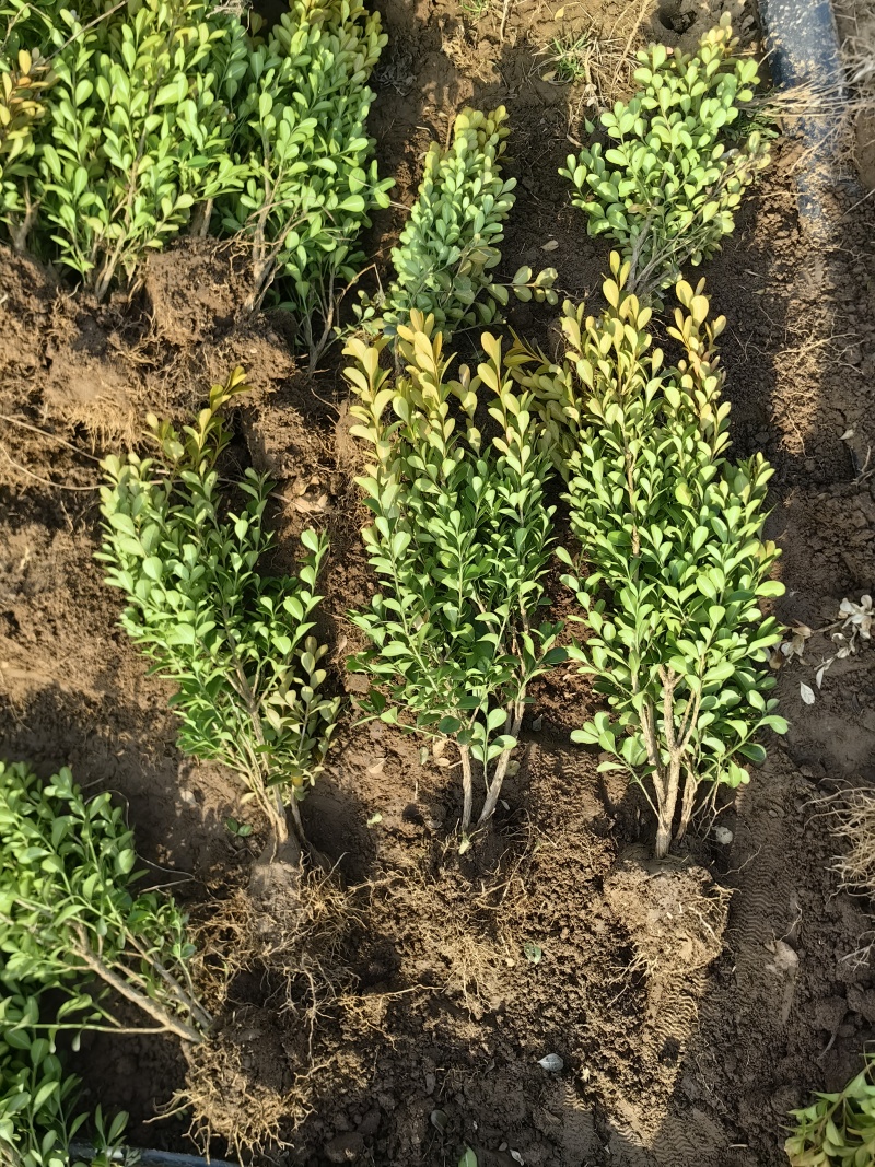 小叶黄杨基地，杯苗地苗，色泽鲜艳，植株健壮，各种规格齐全