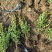 小叶黄杨基地，杯苗地苗，色泽鲜艳，植株健壮，各种规格齐全