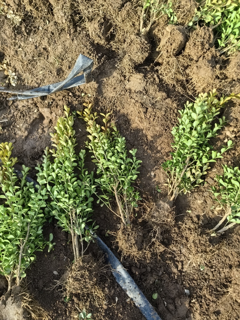 小叶黄杨基地，杯苗地苗，色泽鲜艳，植株健壮，各种规格齐全