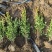 小叶黄杨基地，杯苗地苗，色泽鲜艳，植株健壮，各种规格齐全