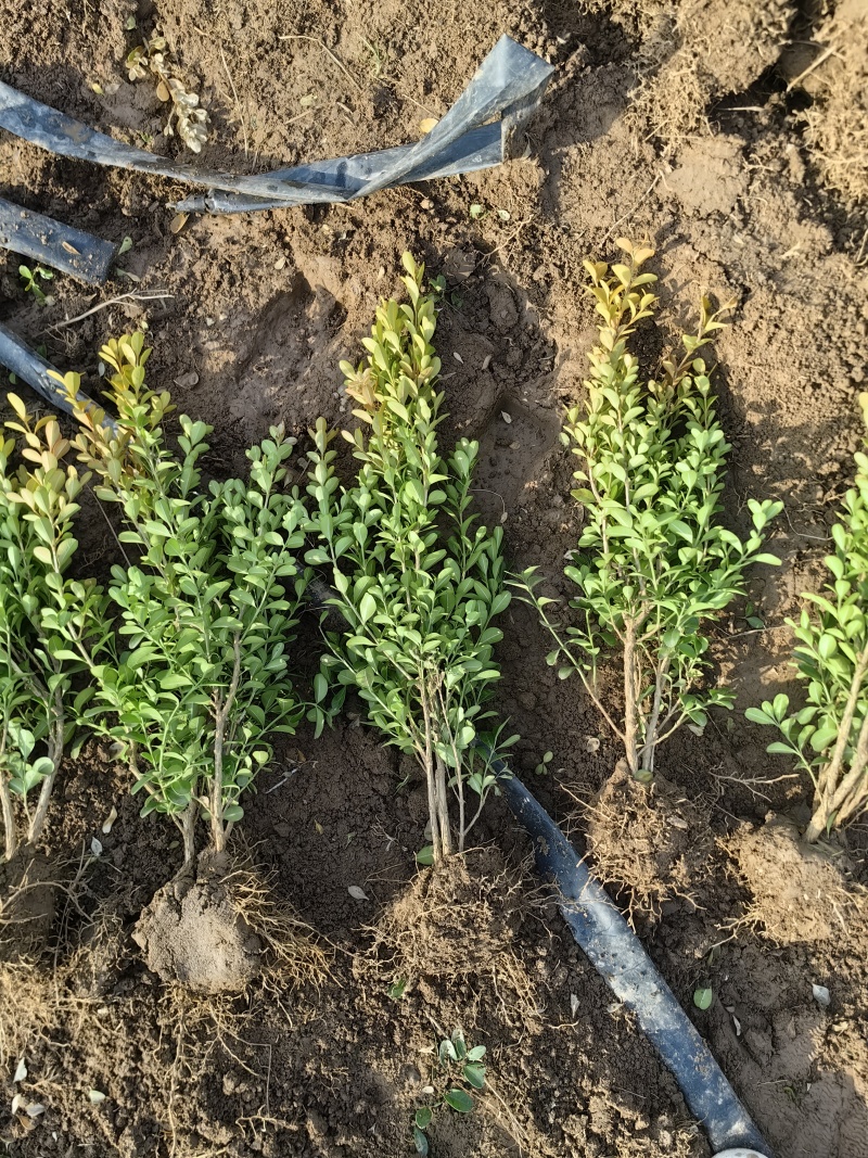 小叶黄杨基地，杯苗地苗，色泽鲜艳，植株健壮，各种规格齐全