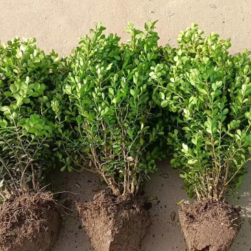 小叶黄杨基地，杯苗地苗，色泽鲜艳，植株健壮，各种规格齐全